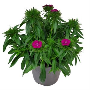 Afbeelding van Ej Dianthus P19 Purple